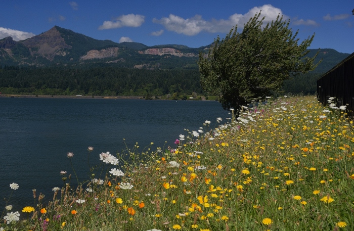 wildflowers at Cascade Locks Marine Park